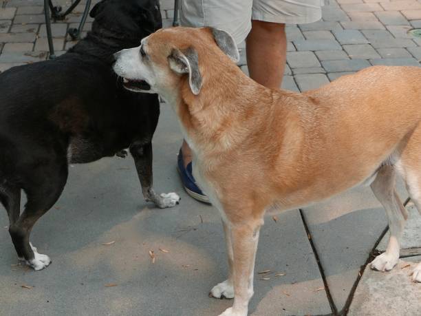 istock Mixed breed dog with happy expressions 1273789985