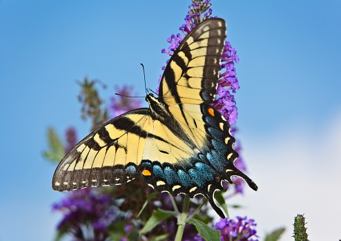 Monarch Butterfly in flight.