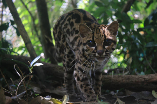 istock An margay, Leopardus wiedii, stalking towards the camera 1273792459