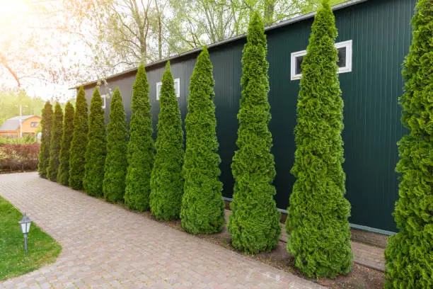 Row of tall evergreen thuja occidentalis trees green hedge fence along path at countryside cottage backyard. Landscaping design, topiary and maintenace.
