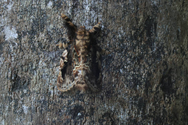istock A moth blending in with his environment, in this case with the tree it is sitting on 1273793321