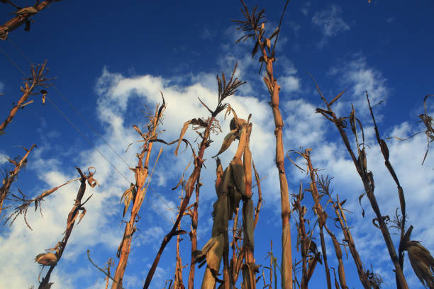 istock Large dry maiz or corn stems going up to a blue sky with white clouds 1273794641