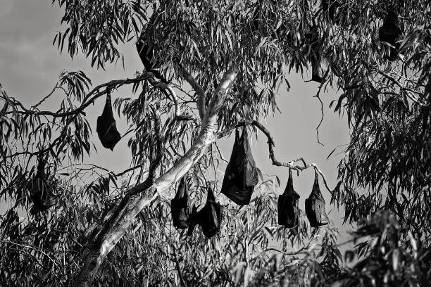 A colony of bats hanging from trees in daylight ready for flight at night