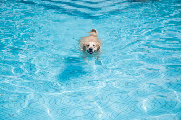 istock Golden Retriever swimming in the pool 1273796313