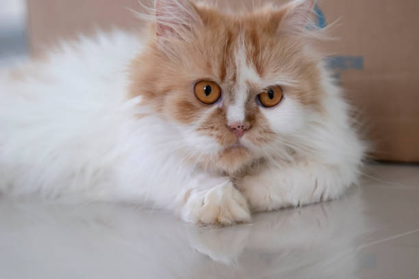 istock Persian cat sleep looking at the camera 1273796410