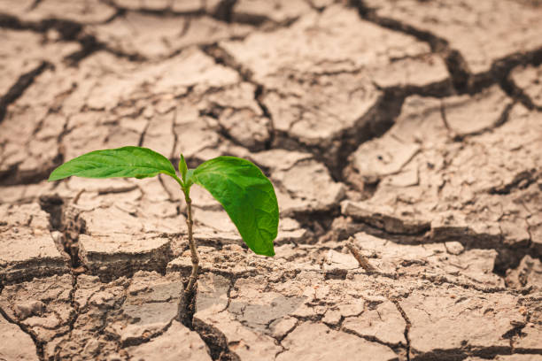 istock Growth of trees in drought crisis, Living with tree drought. 1273796423