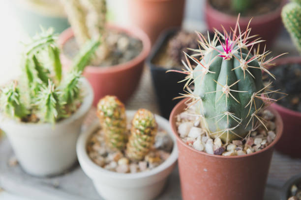 istock Selective focus of small cactus in a pot with warm light on blurred background 1273797151
