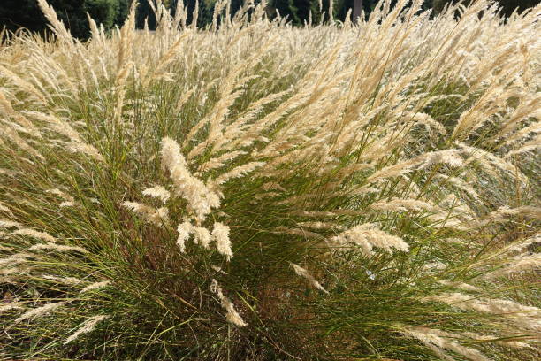 istock Golden herbaceous plant  Summer season 1273799489