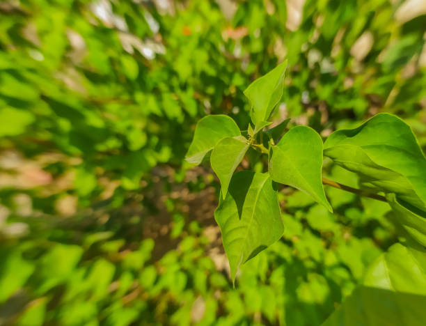A simple but very beautiful picture of a green plant