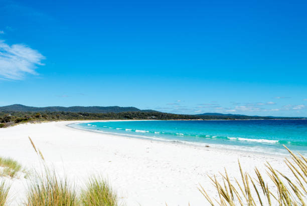 istock White sand paradise beach in Tasmania, Australia 1273803066