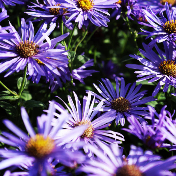 istock High summer British flora and fauna 1273804064