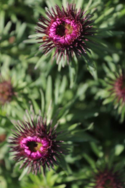 istock High summer British flora and fauna 1273804234