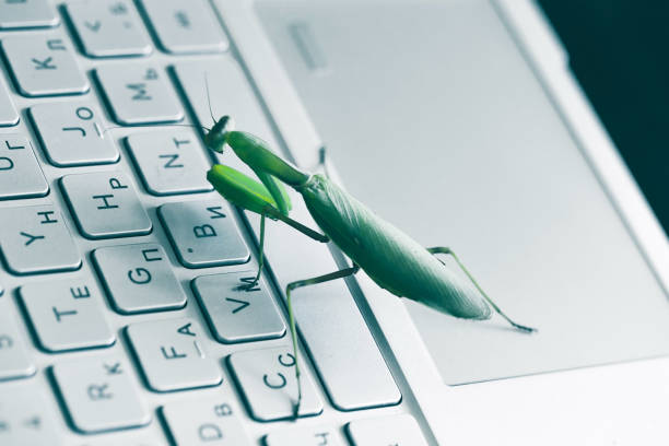 Praying Mantis Computer Screen 60+ Praying Mantis Insect Spooky Threats Stock Photos, Pictures ...