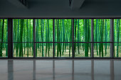 Bamboo forest outside the window