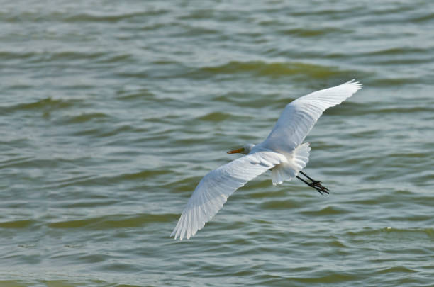 istock A white egret flying upon the lake 1273806521