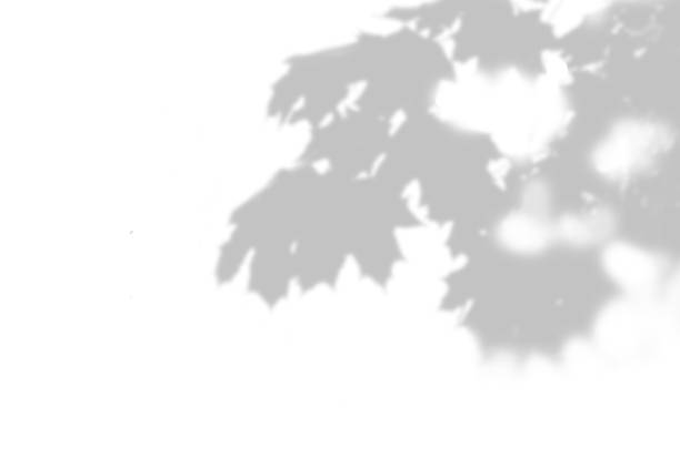 istock Shadow of a maple branch on a white background. White and black for superimposing a photo or mockup 1273807641