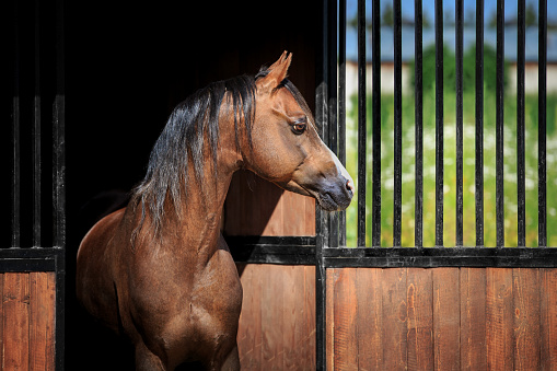 Welsh pony head looks out from the stable in summer.