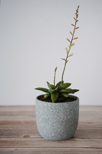 Blooming Succulent Gasteria in a pot. White Background