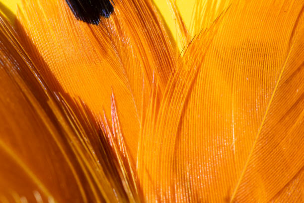 istock close up of orange fluffy feathers 1273811532