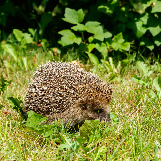 istock West european hedgehog on a green meadow 1273811636