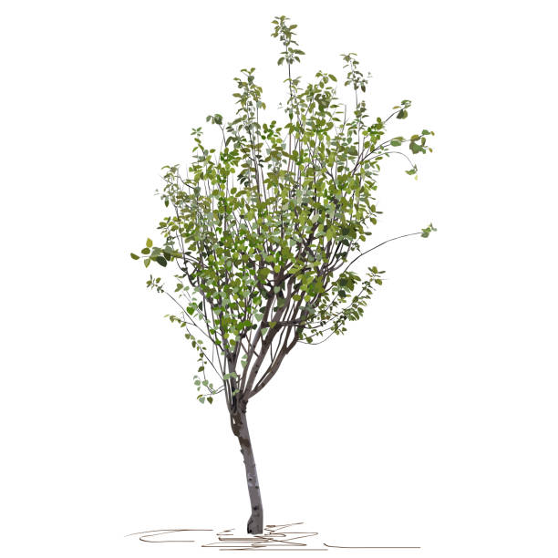 Young tree quince (Cydonia oblonga L.) autumn, after fruiting Young tree quince ordinary (Cydonia oblonga L.), autumn, after fruit harvesting, colored vector image on white background cydonia stock illustrations