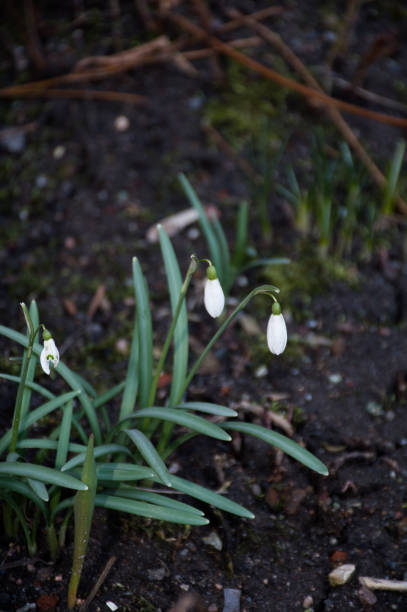 istock first white snowdrops in the garden 1273812193