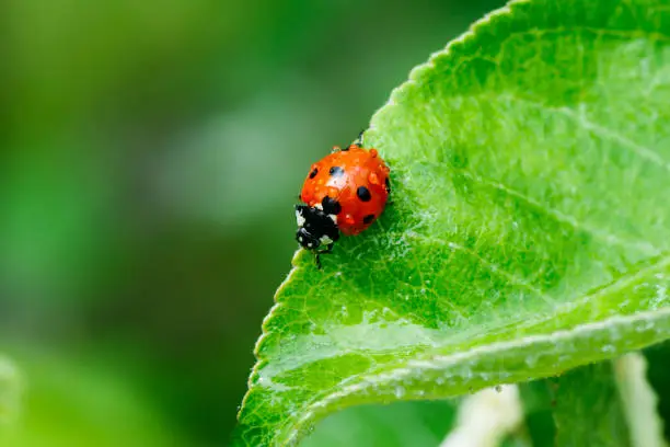 Photo of Apple leaf with ladybug and raindrops in the garden on spring