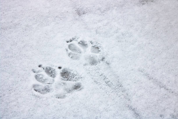 istock Dog tracks in the snow close up 1273812815