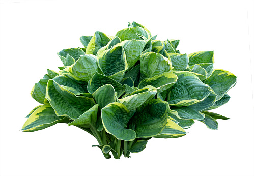 Isolated young hosta bush on white background