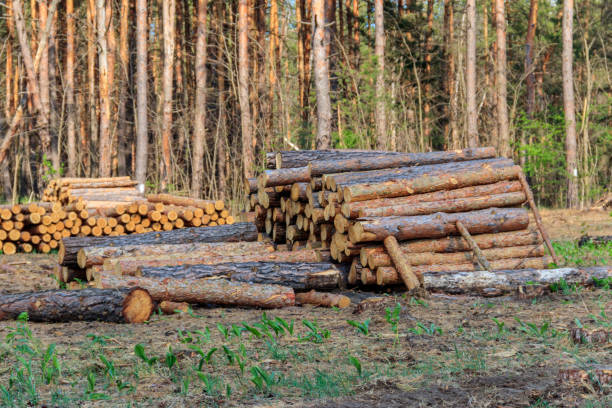 istock Stacked tree trunks felled by the logging timber industry in pine forest 1273813566