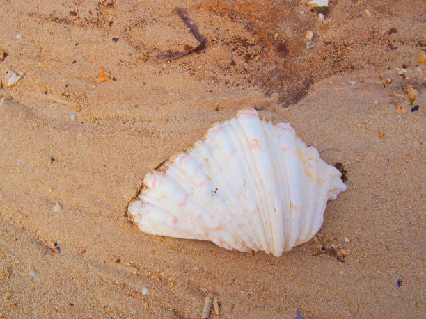istock Shinri Beach on Kume Island, Okinawa 1273813879
