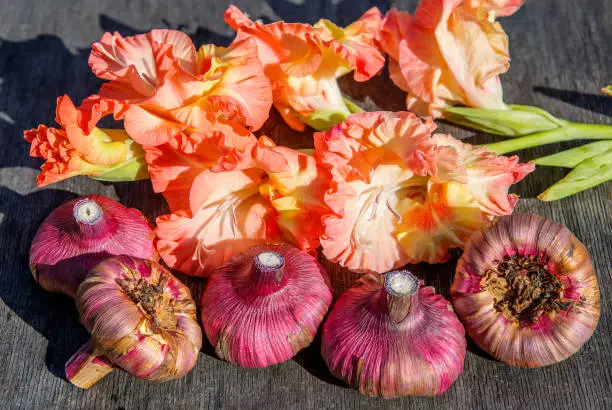 Preparation of gladioli bulbs for winter storage-washed bulbs are treated with a solution of manganese.