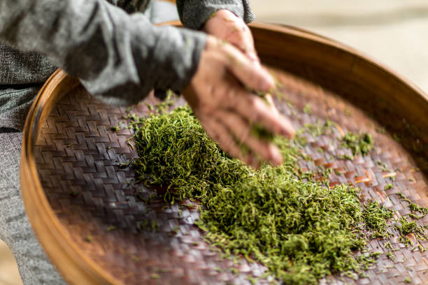 istock Chinese craftsmen, handmade tea 1273814634