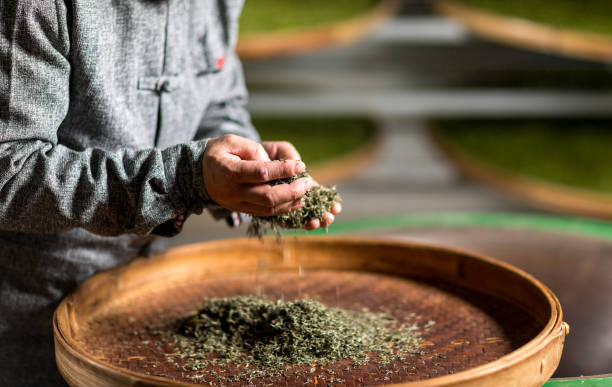 istock Chinese craftsmen, handmade tea 1273814923