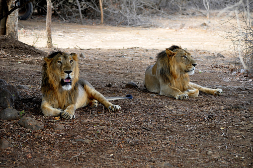 Two Lions relaxing under the tree