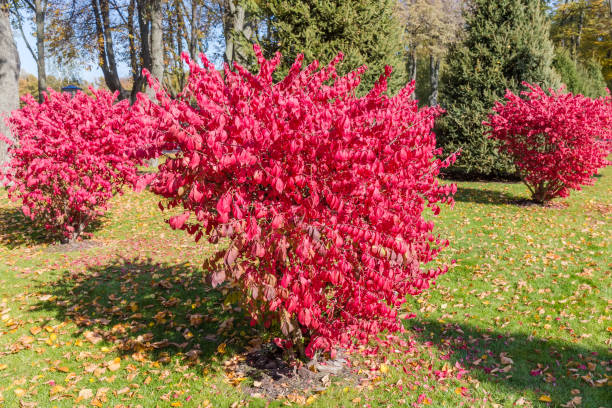 istock Winged euonymus bushes with red leaves on lawn in park 1273816021