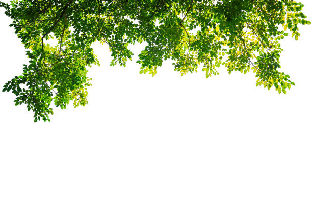 istock green leaves and branch isolated on white background 1273816104