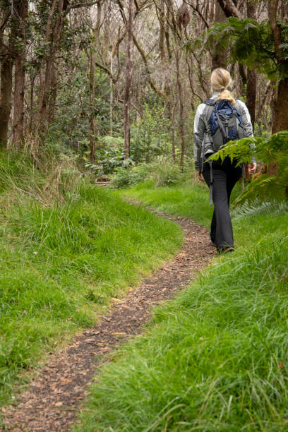 mature woman hikes along a narrow path through a rainforest - footpath field nature contemplation imagens e fotografias de stock