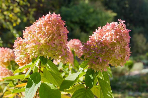 Flower heads of panicled hydrangea on a blurred background Flower heads of panicled hydrangea with pinkish white florets on a blurred background in park panicle stock pictures, royalty-free photos & images
