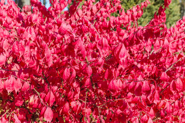 fondo de ramas de euonymus alados con hojas de otoño de color rojo brillante - burning bush fotografías e imágenes de stock