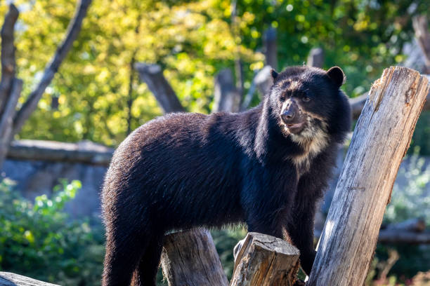 istock A young spectacled bear walking around at a sunny day in summer. 1273816834