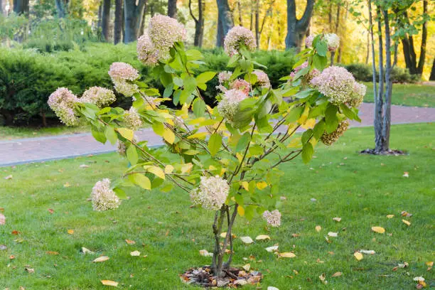 Small bush of flowering panicled hydrangea with pinkish white florets growing on lawn in the park