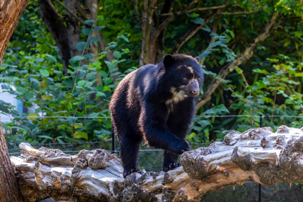 istock A young spectacled bear, relaxing at a sunny day in summer. 1273816992
