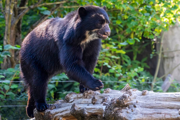 istock A young spectacled bear walking around at a sunny day in summer. 1273817095