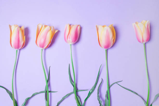 istock tulips on purple background wallaper 1273818300