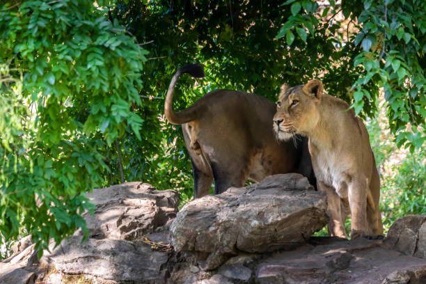 istock Young lions relaxing at a sunny day in summer. 1273819509