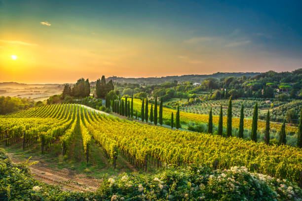 마레마의 카세일 마리티모 마을, 포도원 및 풍경. 토스카나, 이탈리아. - vineyard 뉴스 사진 이미지