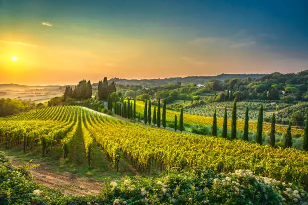 Photo of Casale Marittimo village, vineyards and landscape in Maremma. Tuscany, Italy.