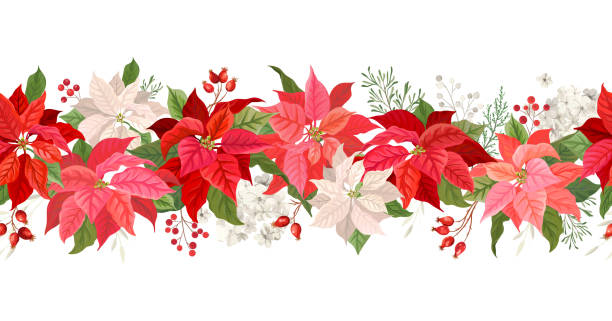 ilustrações, clipart, desenhos animados e ícones de orla de natal poinsettia vetor garland border, watercolor floral winter season frame, fundo sem natal, com frutos de rowan, ramo de pinheiro, flores de estrela, bandeira de decoração de natal - poinsettia