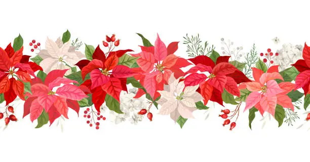 Vector illustration of Christmas Poinsettia vector garland border, Watercolor floral winter season frame, holiday seamless background, with rowan berries, pine branch, star flowers, xmas decoration banner